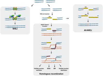 The Emerging Role of RNA Modifications in DNA Double-Strand Break Repair